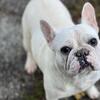 AKC French bulldog