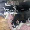 Husky/malamute puppies for sale