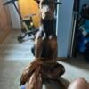 Doberman Akc Male Ready for STUD SERVICE!