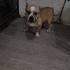 Young adult male American Bully