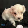 CKC Malshi puppies (Maltese and Shih Tzu mixed)