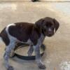 German Shorthaired Pointer Puppies For Sale