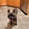 Frenchie available for stud