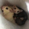 3 Sugar Gliders to Rehome Together