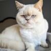 TICA lilac tortie point British Shorthair girl