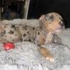 Reasonable priced American Bullies..