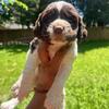 English springer spaniels 