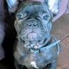 French Bulldog Puppies 