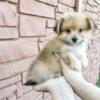 Designer Breed Yorkishire Terrier, Pomeranian Mix Puppy Female Ruby