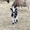 Jacob Sheep lambs