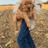 Golden retriever puppy 