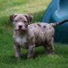 XL Extreme American Bully Puppies