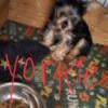 Yorkie puppy yorkshire toy pure breed