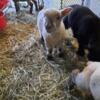 Southdown babydoll lambs