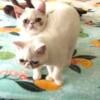 Exotic Shorthair Kittens