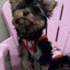 cute Dark yorkie boy with