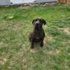 Presa canario pups for sale