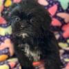 Shihtuz puppies for sale