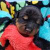 German Rottweiler Puppies