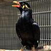 Indian hill mynah