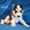 AKC Siberian Husky Puppies - 2 Males