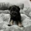 Male Miniature Schnauzer  - Bentley (No shed hypoallergenic)