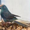 Cinnamon turquoise pied (cream split) male kakariki
