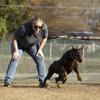 Red and Rust Euro/ american cross male for stud