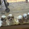 8 week old Shih-Tzu Puppies