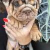 Bulldogs looking for forever homes