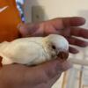 Very RARE 10 weeks old albino red eyed baby  Quaker parrot