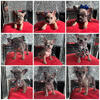 8 week old French Bulldogs