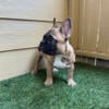 Fluffy carrier French bulldog 