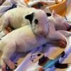 Bull Terrier Puppies