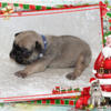 AKC Frenchie Puppies, Reserve your Christmas puppy now