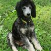Standard Poodle