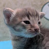 Blue Amber Spotted F-4SBt savannah Male Kitten