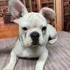 AKC French Bulldog puppies