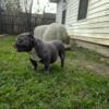Foundation Stud- Male Micro Bully