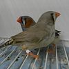 Black Breast Zebras Finches