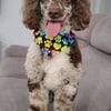 Beautiful toy poodle only for stud