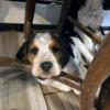 Blue Tick Beagle puppies