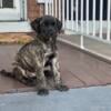 Presa Canario Female Pups for Sale