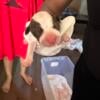 McClendon k9bootcamp puppies for sale