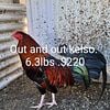 Roosters For Sale. Out and Out Kelso 18mo old. Gamefowl for sale