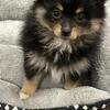 Nine weeks old Pomeranian puppies
