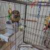 Male turquoise green conure and female yellow high red conure