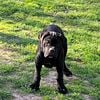 Gorgeous Cane Corso puppies