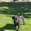 AKC CERTIFIED CANE CORSO’s FOR SALE