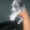 Hybrid dachshund/lhasa apso puppies for sale